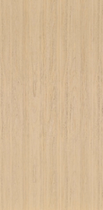 Coastal Elm